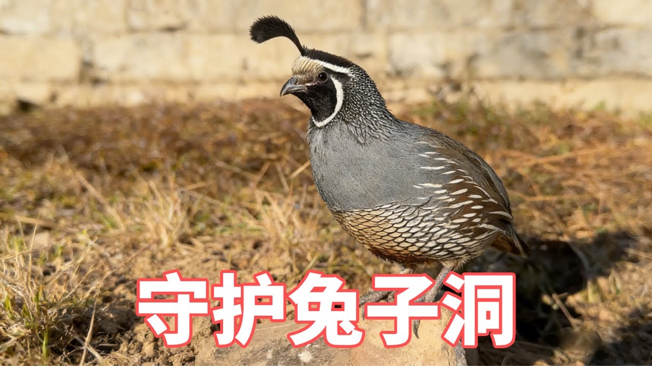 小鸟护着兔子洞，谁靠近它就追着啄，张开翅膀保护小兔子 #动物的迷惑行为 #神奇动物在抖音 #小鸟成精