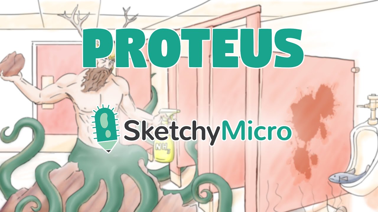 Proteus - SketchyMicro / Sketchy Medical (USMLE, шаг 1)