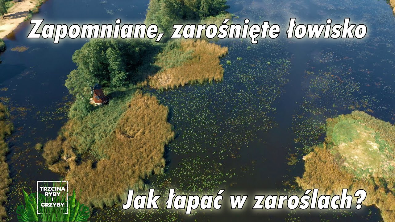 Zapomniane i zarośnięte łowisko. Jak łowić w zaroślach?