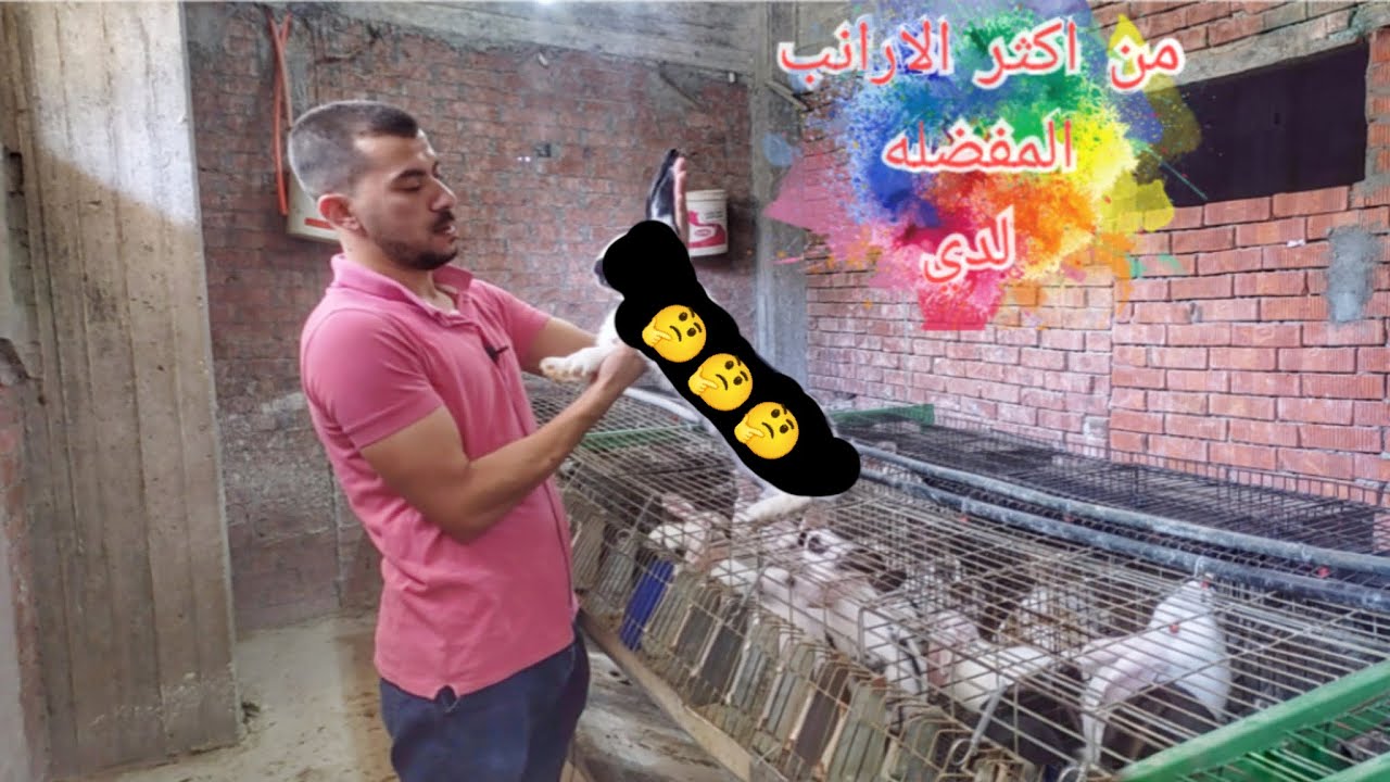 اعرف منين ان الارانب الي عندي صفاتها الوراثية عاليه ؟