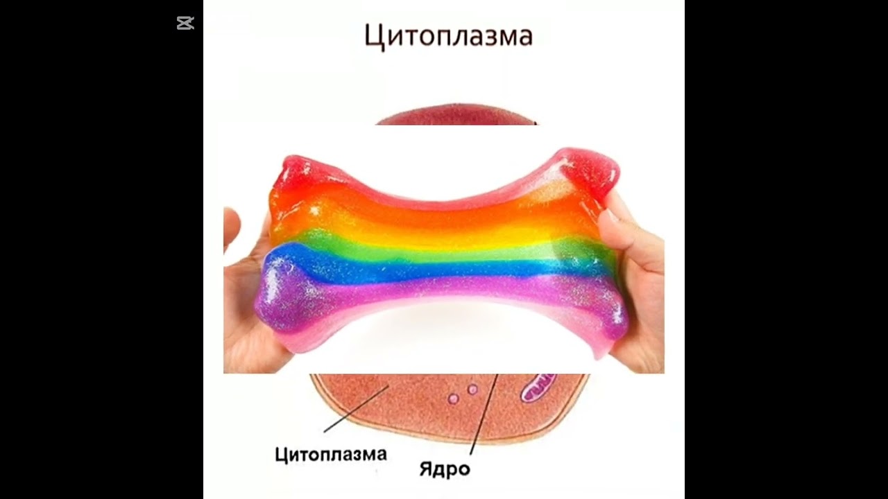 Клетка деген эмне?