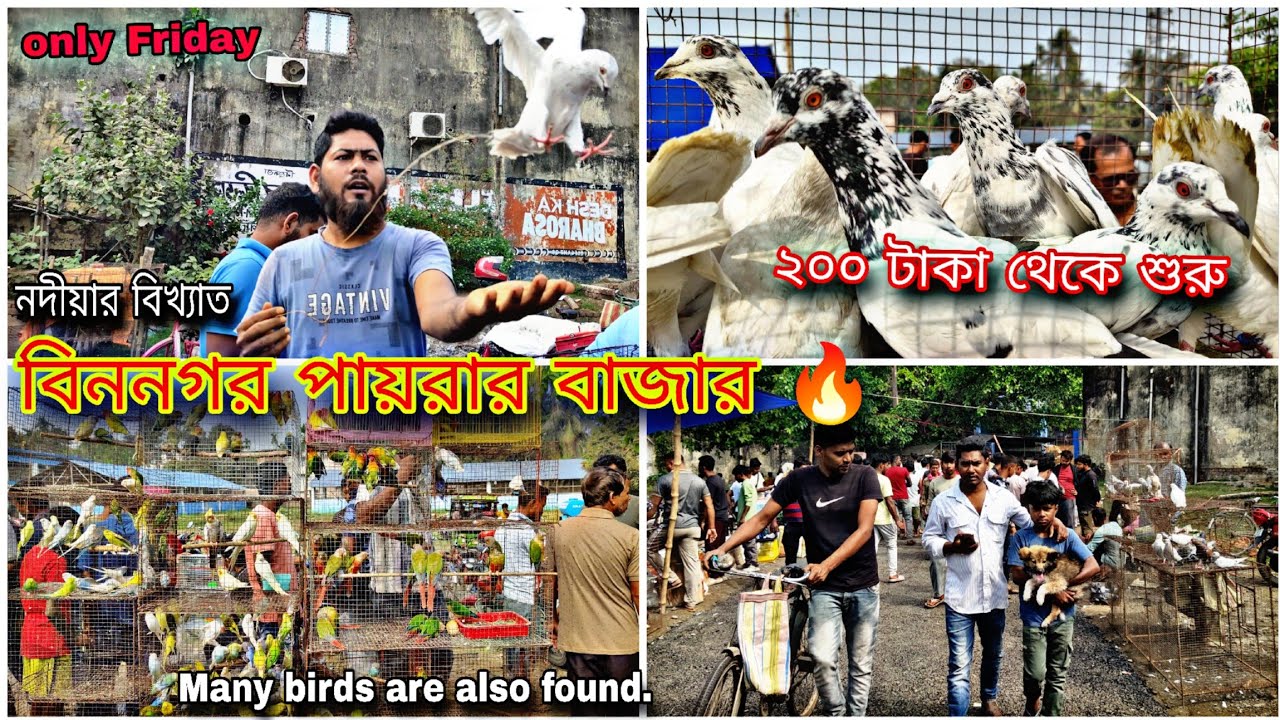 বীরনগর পায়রার বাজার 🔥 আজ শুধু উড়া পায়রা হাটে#myworld #petsvlog