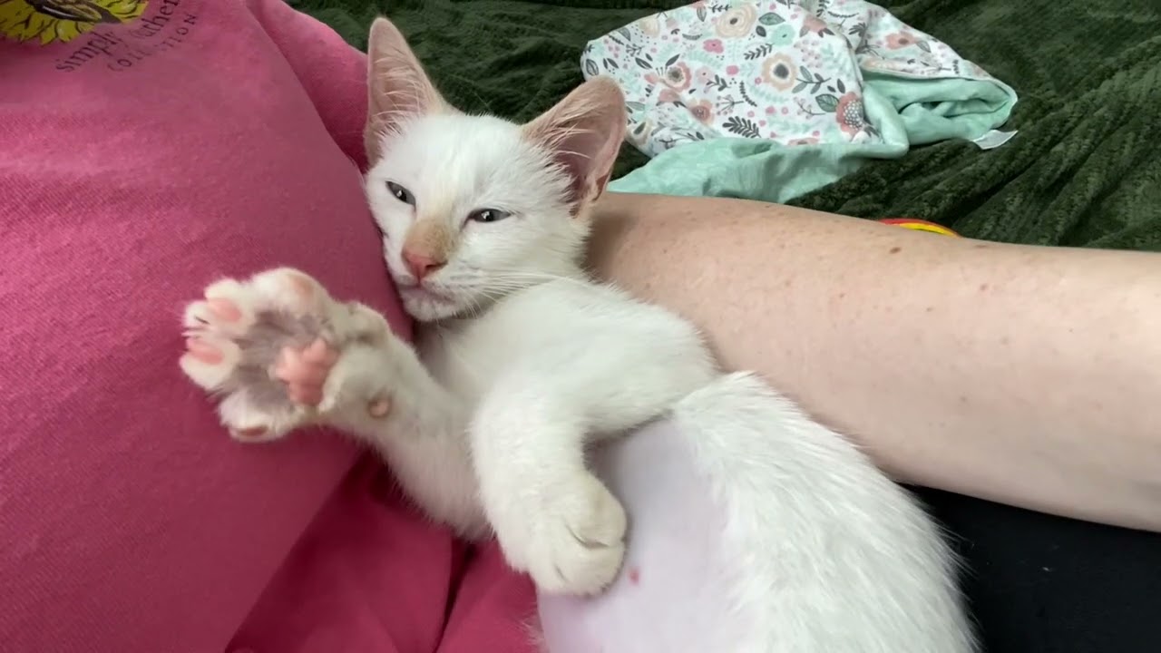 Cuddles and Purrs From Flame Point Siamese Foster Kitten