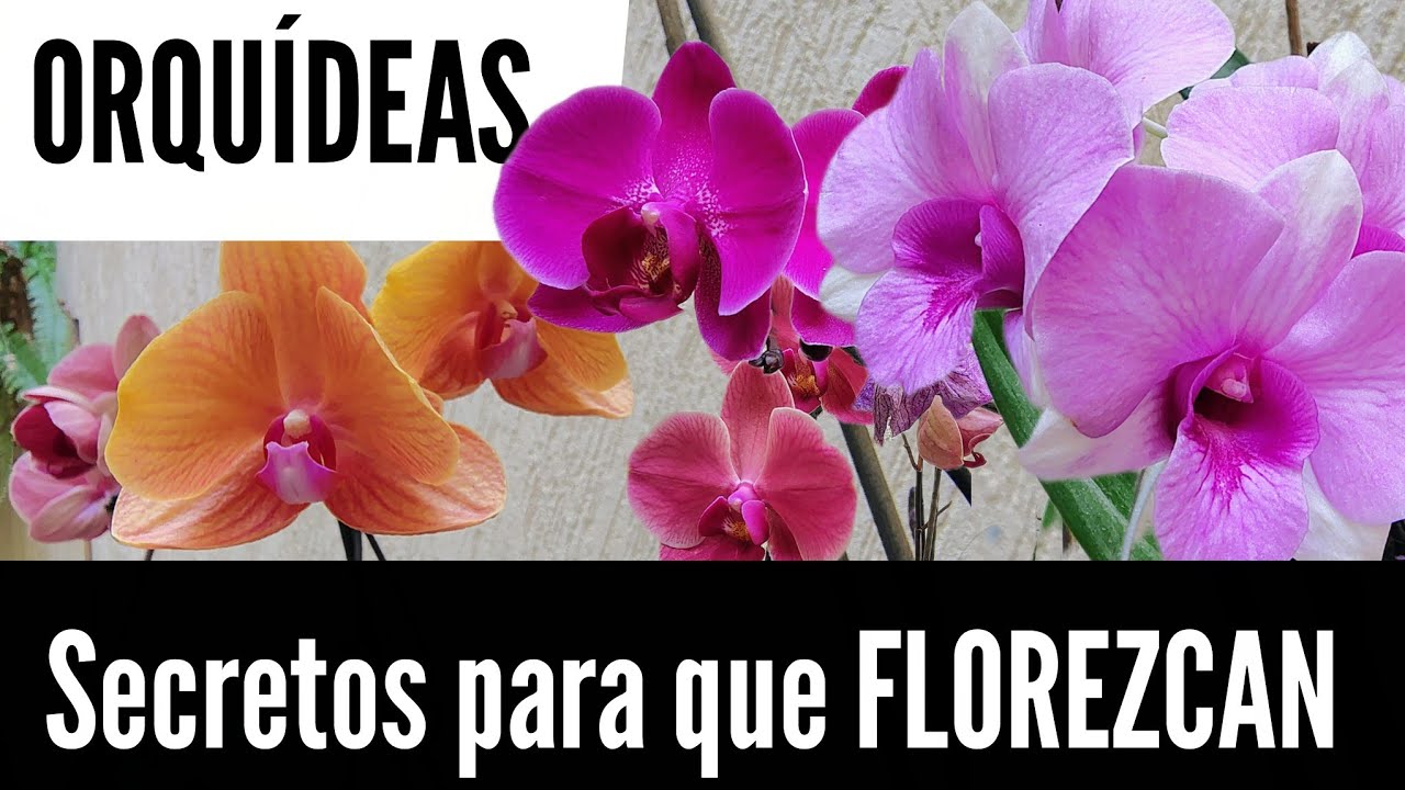 The Secret to a Blooming 🌺 Butterfly Orchid #plants #garden #gardening  