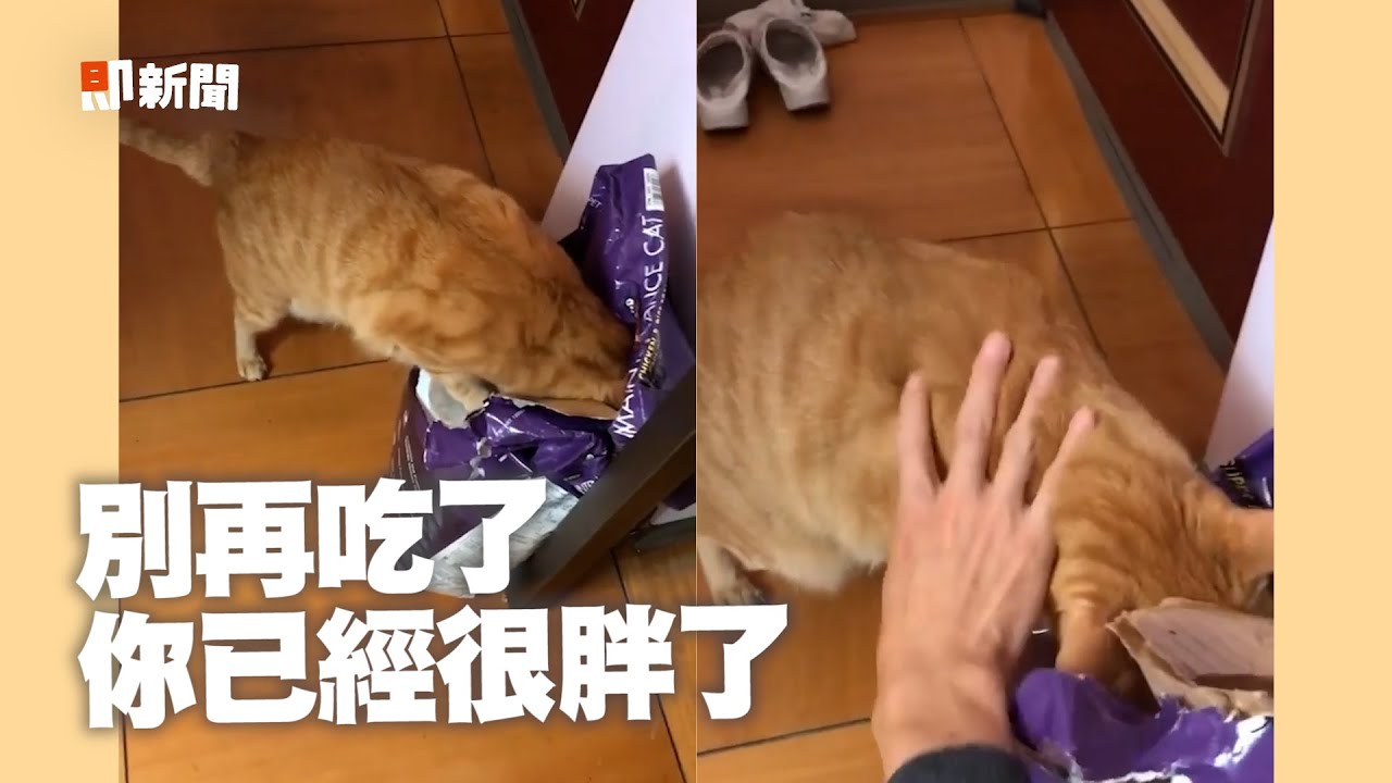 橘貓秀驚人食力狂嗑乾乾 飼主拉不走怒嗆：死胖子😹｜寵物動物｜貓咪｜精選影片