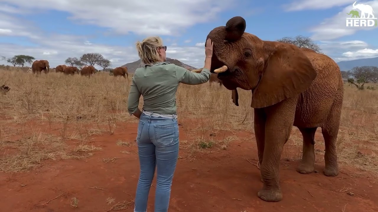 Adine Visits the Elephant Orphans at the Sheldrick Reintegration Unit in Kenya 🇰🇪