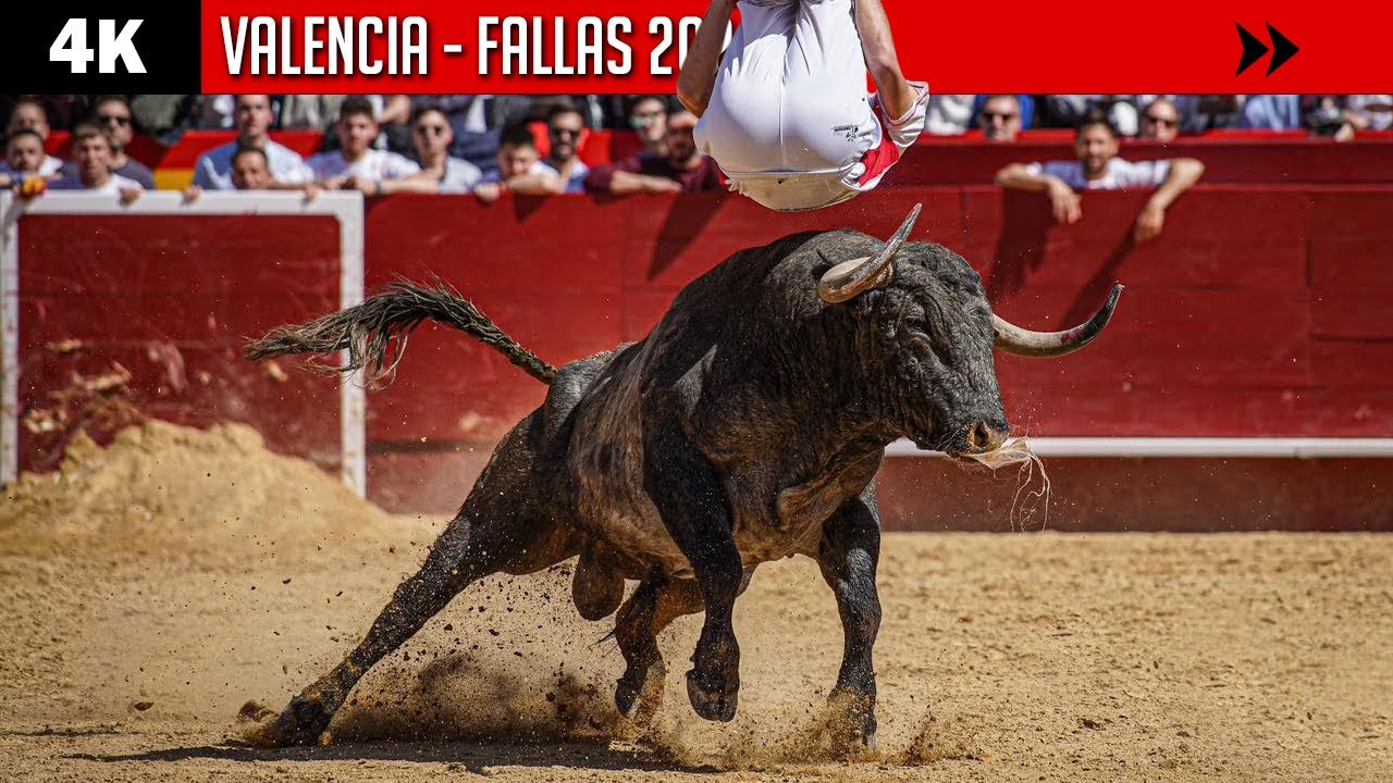 4K ▪ VALENCIA ▪ RECORTE LIBRE ▶ Toros de ADOLFO MARTÍN