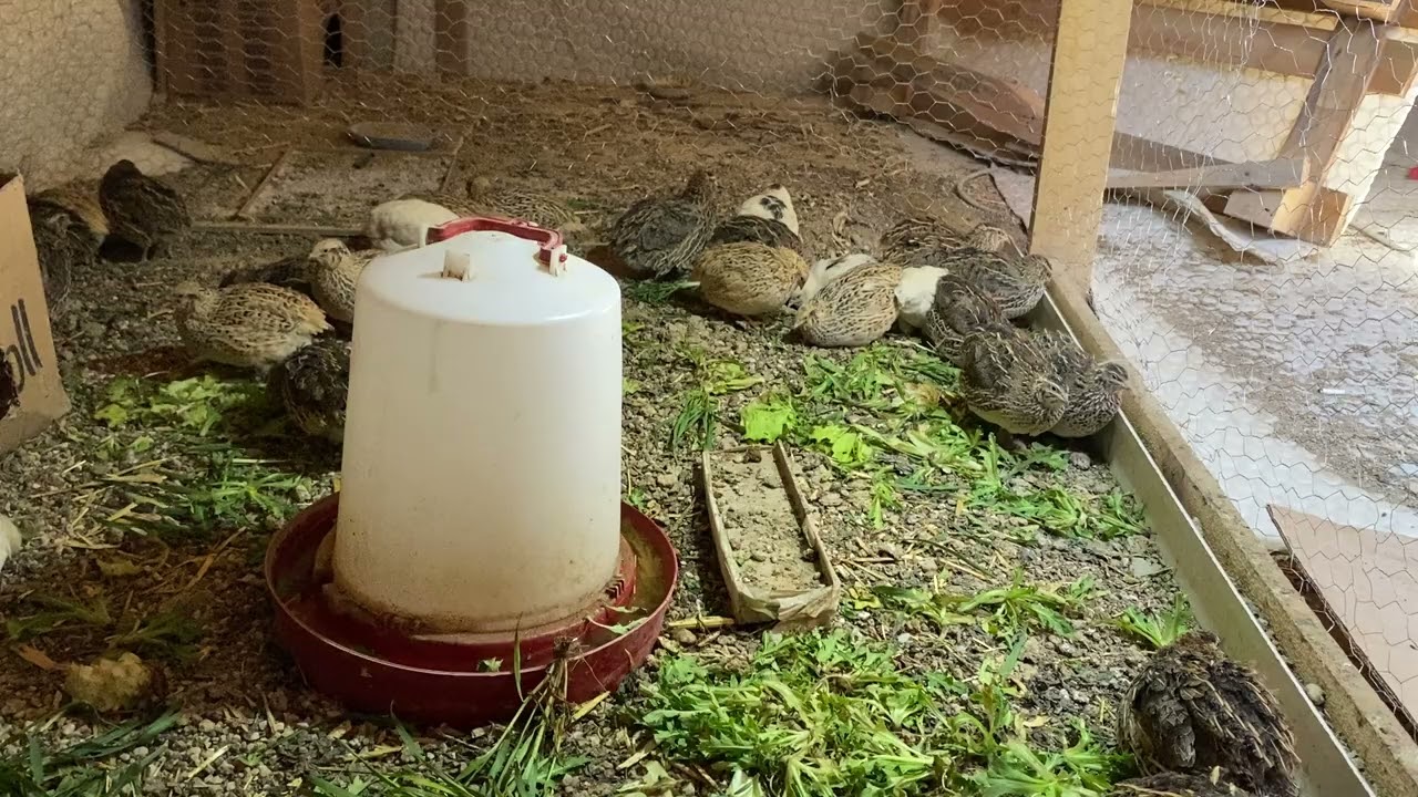 Bıldırcın işi para kazandırırmı ( bıldırcınlarda genel durum )#quail #quailfarming