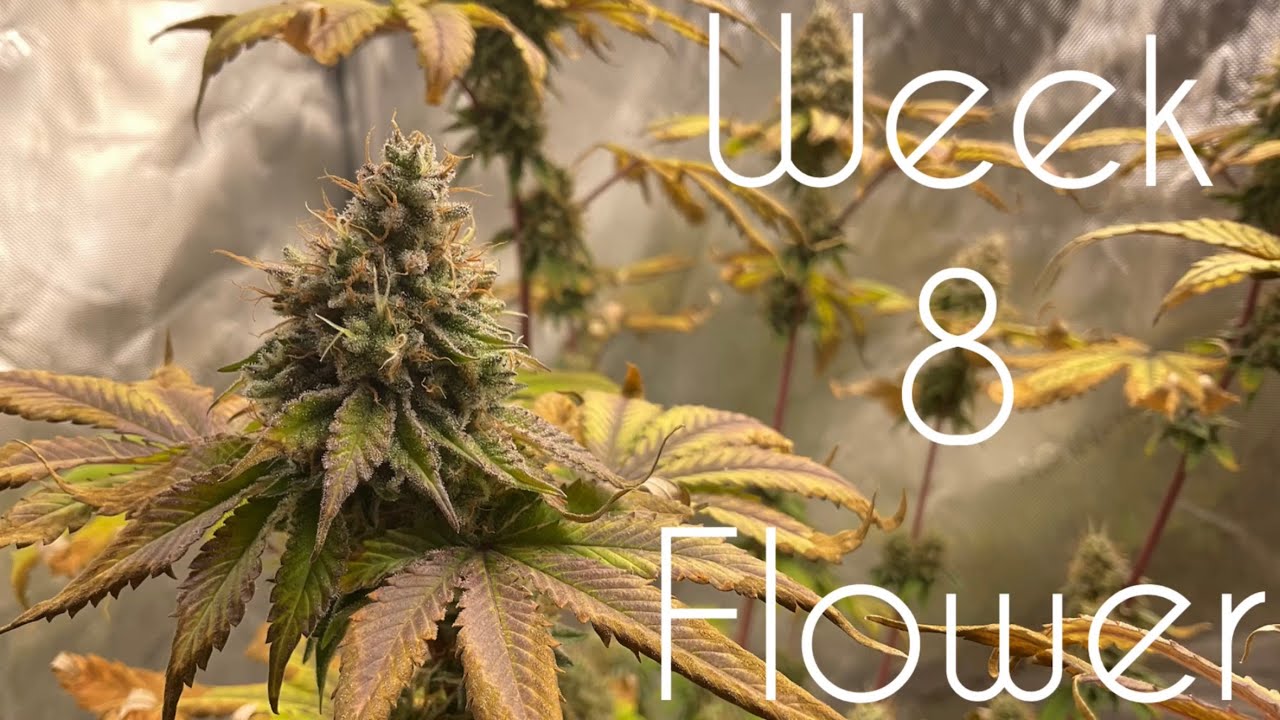 Let&rsquo;s grow Ethos photos with GrowDots and Blumats! Week 8 flower!