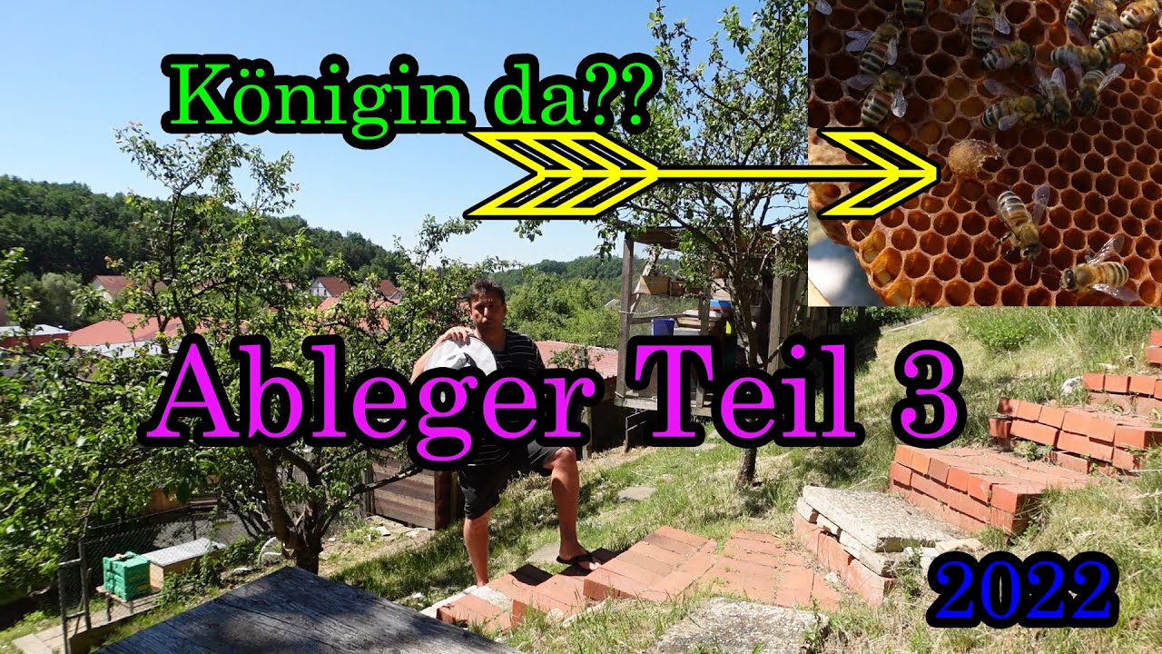 Bienen Ableger Teil 3 ist die Bienen Königin da ?