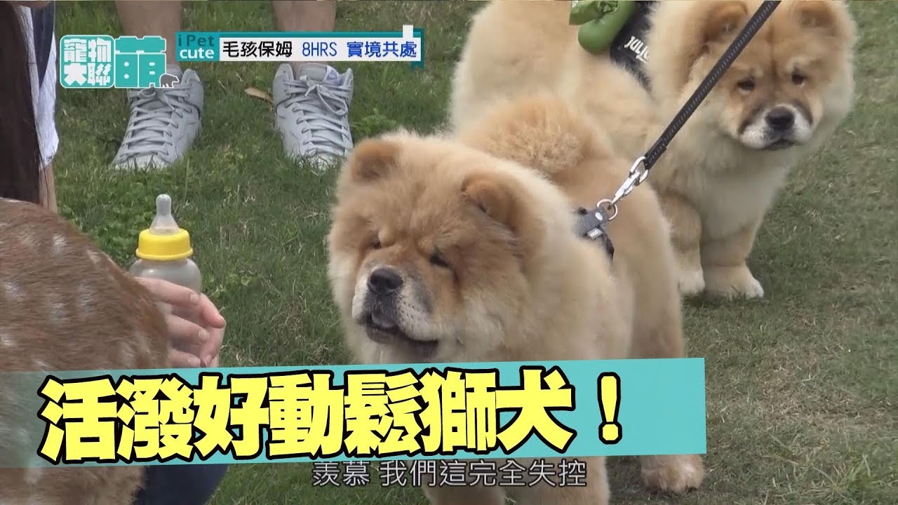 【萌寵】活力無限！94很愛玩！鬆獅寶寶讓你不累不累！