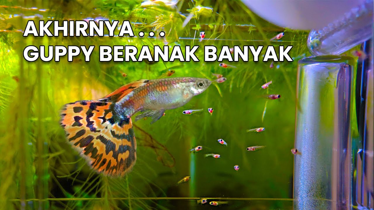 CARA AGAR IKAN GUPPY BERANAK BANYAK | STRATEGI BUDIDAYA YANG EFEKTIF