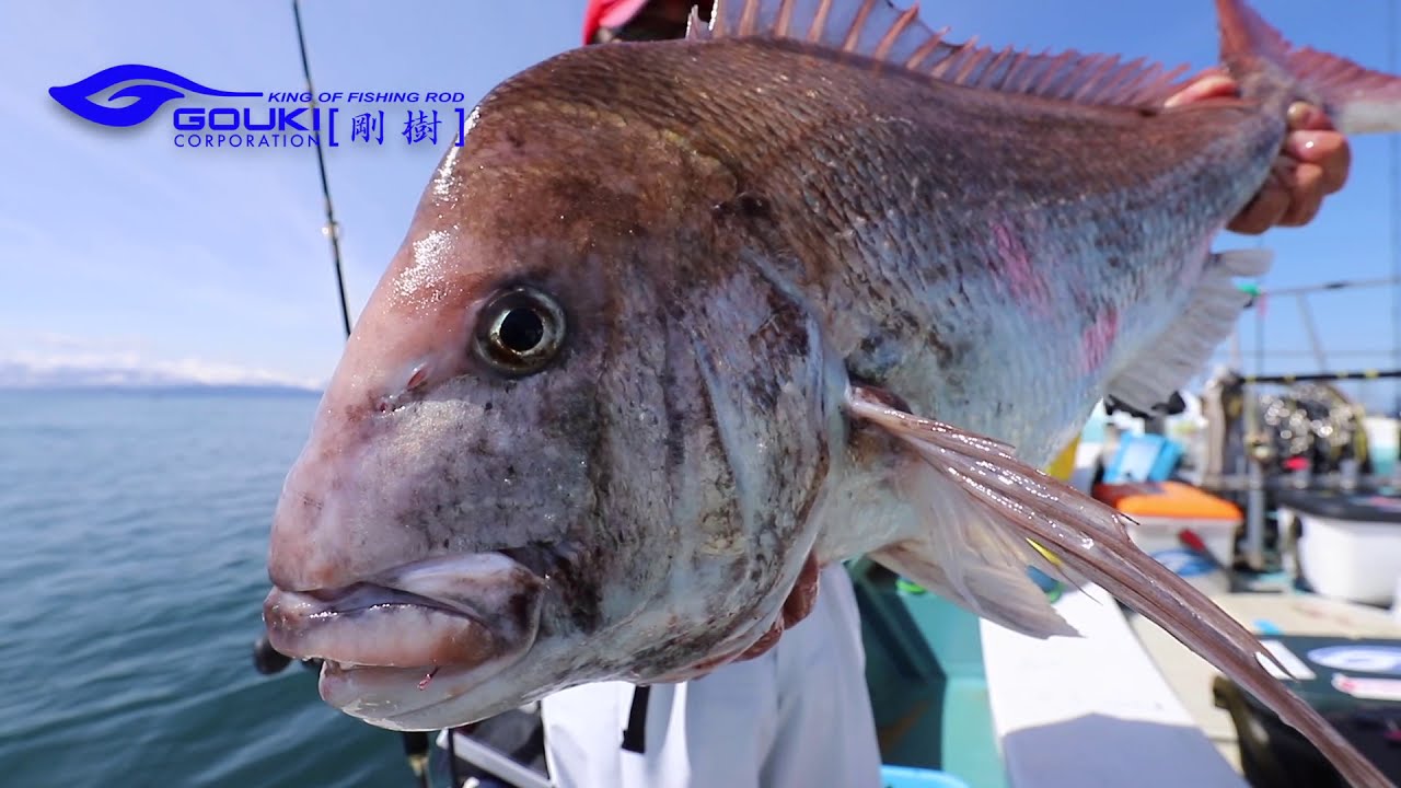 9kg超！大ダイ登場!!　新潟県直江津沖のコマセマダイ／剛樹・ライトコマセマダイロッド「アルティスタ・マダイ」
