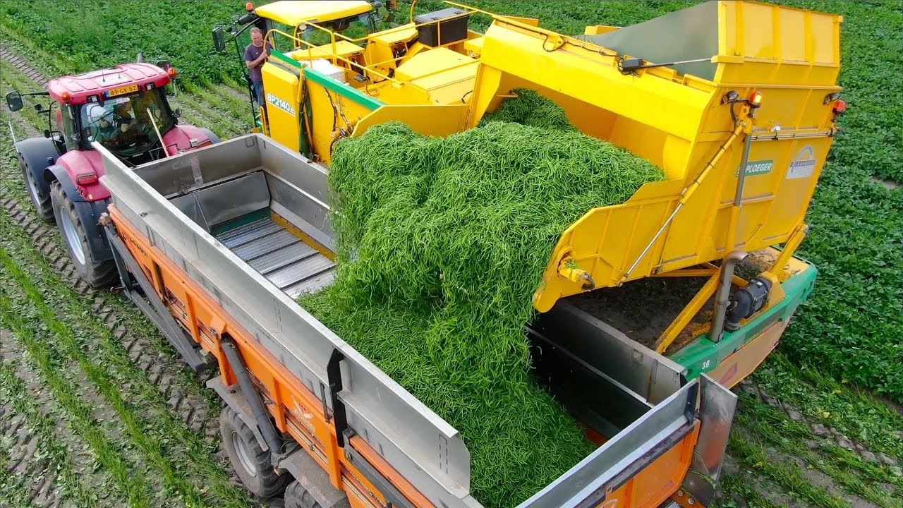 Picking Green Beans | New Ploeger BP2140e Bean Picker  | Laarakker Well | Harvesting Haricot Verts