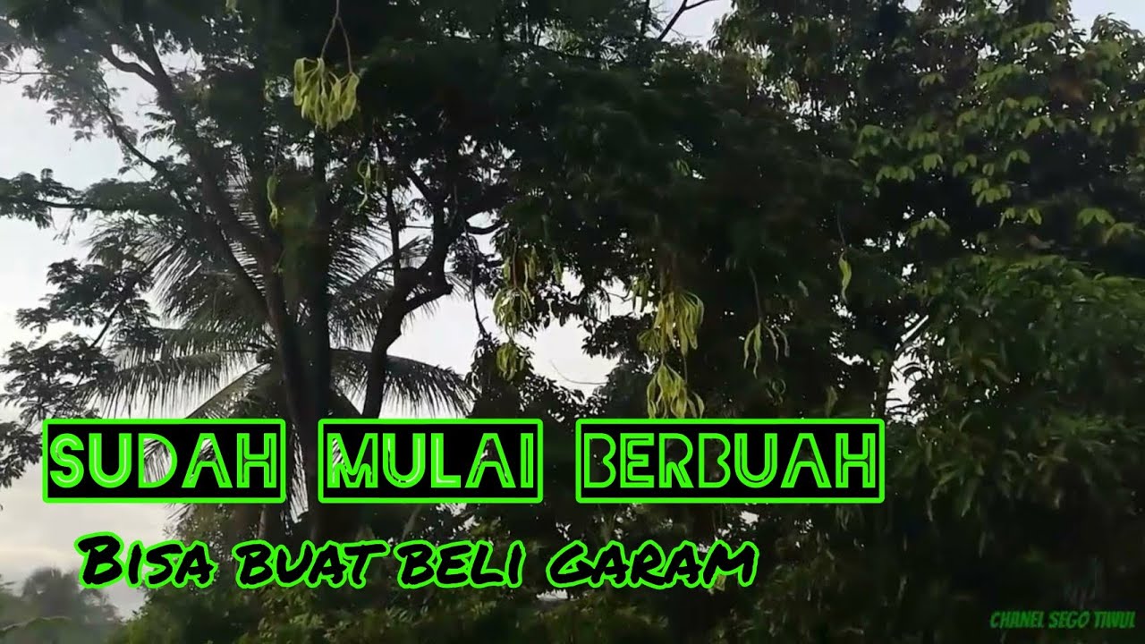 Luar biasa !!! Satu pohon petai saya dibayar 2 juta 500 ribu. Peluang usaha yang menjanjikan di desa