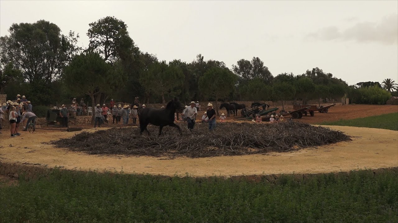 UEP! COM ANAM? [509] - FESTA DEL BATRE A L'ANTIGA A PORRERES I HORT URBÀ DE SON BUGADELLES