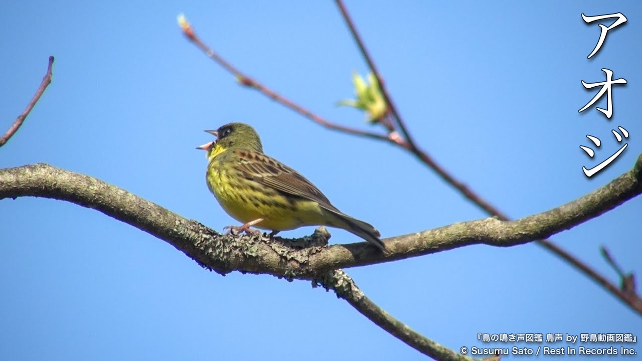 アオジの鳴き声 | さえずり | 野鳥 - 鳥の鳴き声図鑑［鳥声］