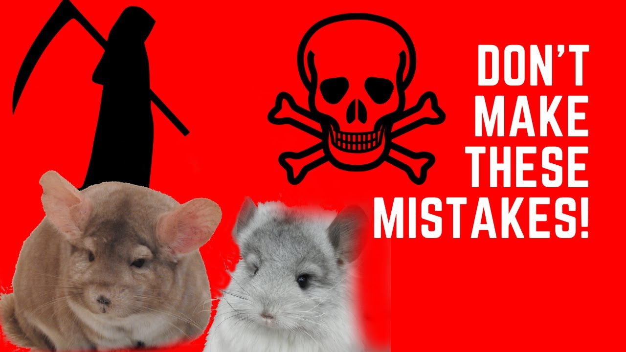 5 ways to KILL your chinchilla (don't make these mistakes)