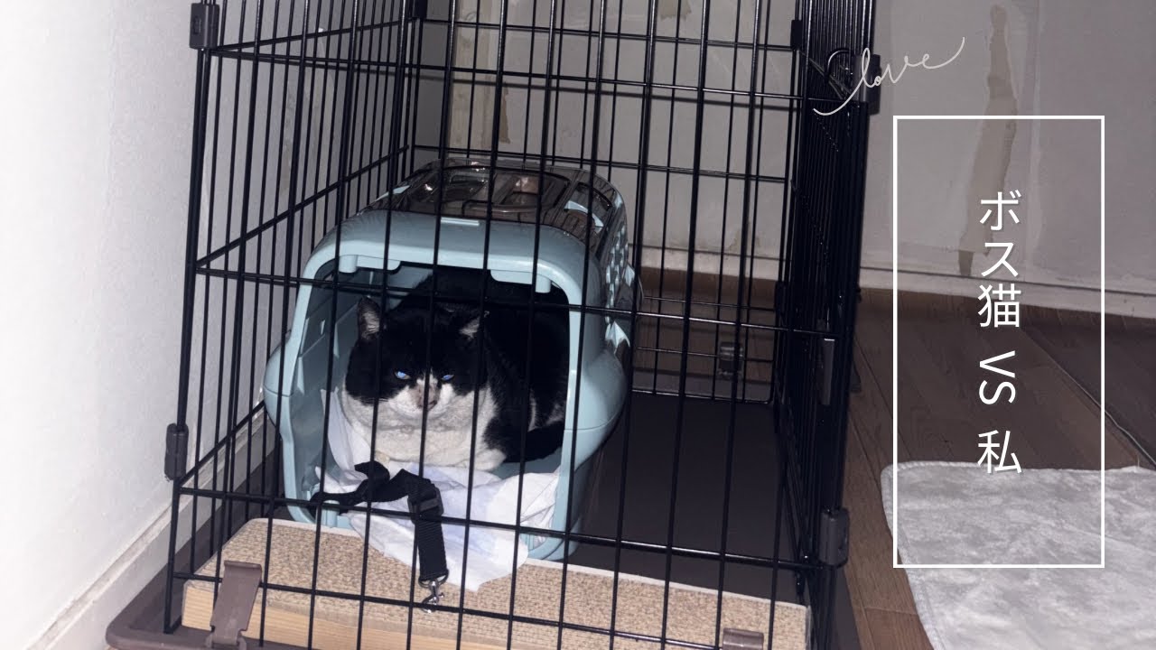 家猫になりたくない元ボス猫 vs 絶対に部屋へ入れたい人間。お迎え当日の攻防戦がシュールすぎた
