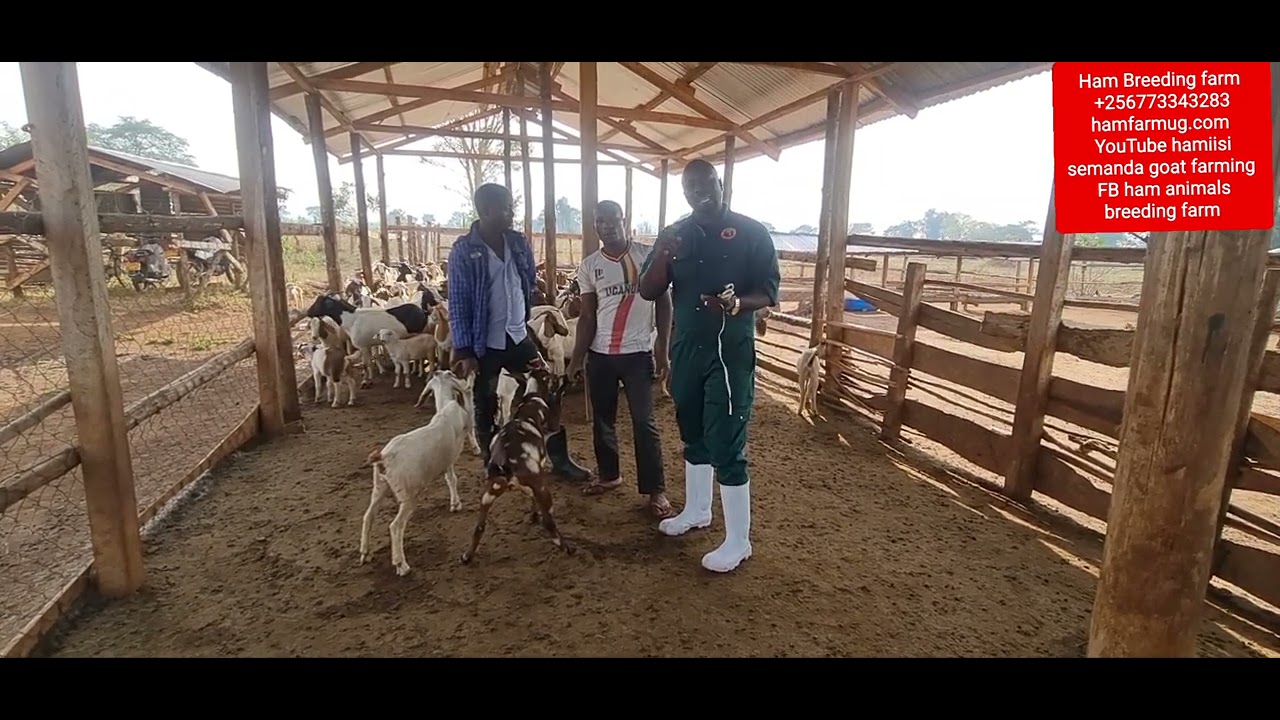 How hybrid goats make money as compared to locals part 2 by hamiisi semanda +256773343283