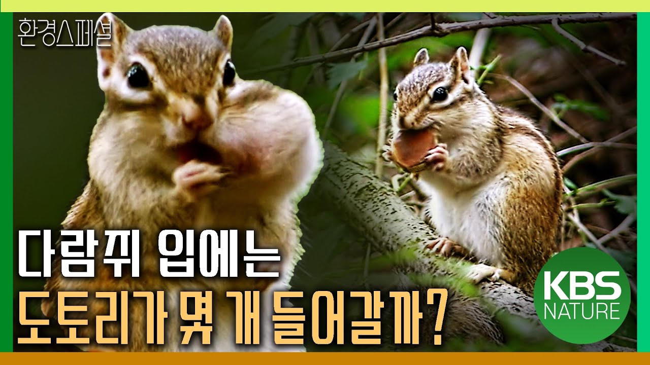 다람쥐 입에는 도토리가 몇 개 들어갈까? [야생여정-숲의 전쟁] / KBS 20180715 방송