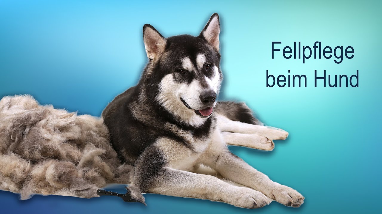Fellpflege beim Hund - das musst Du beachten!