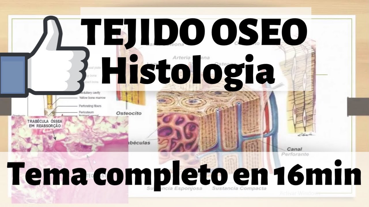 TEJIDO ÓSEO Histologia : hueso esponjoso y compacto MEJOR EXPLICADO