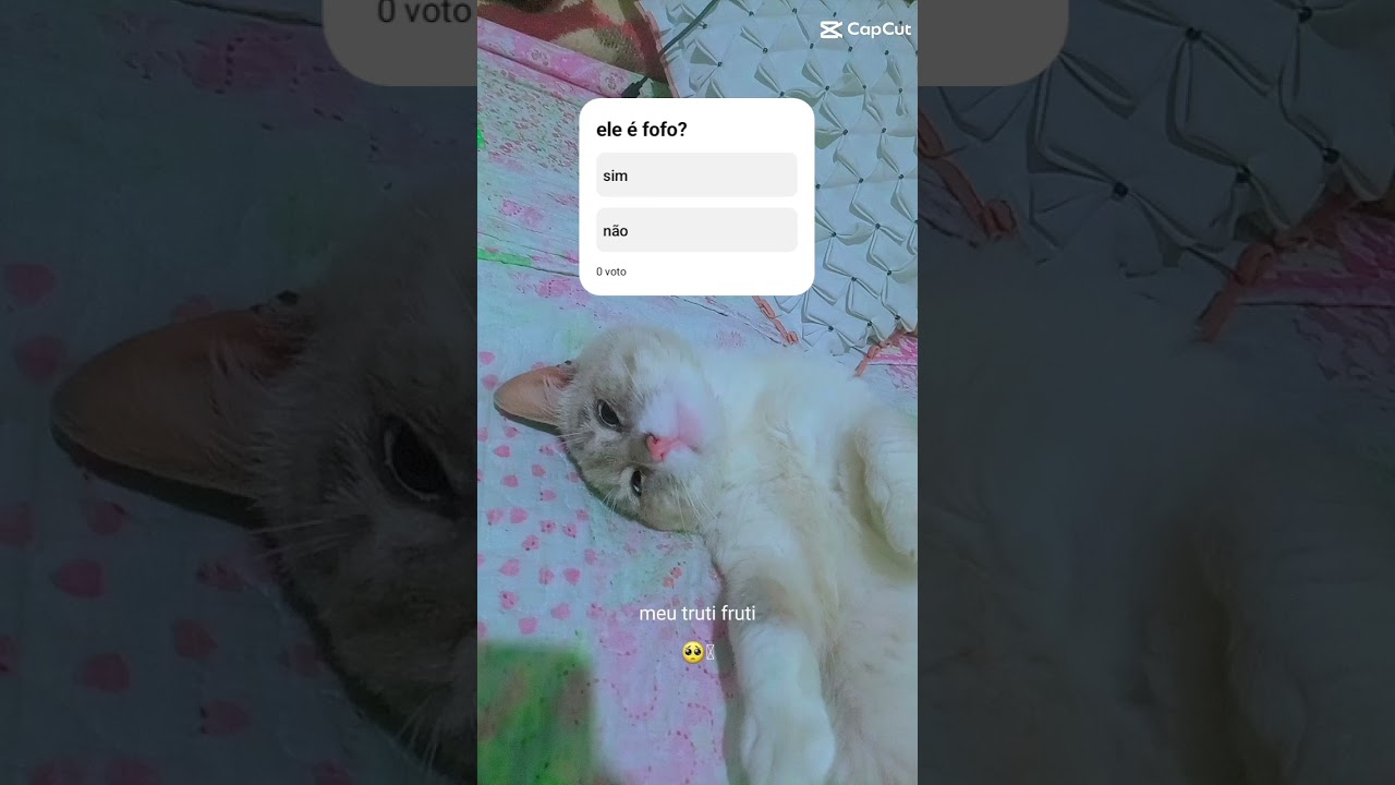meu gatinho mingau