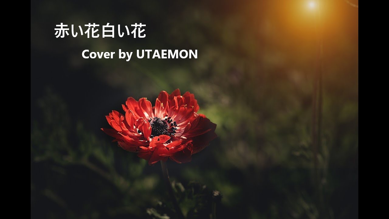 「赤い花白い花」＃童謡・唱歌＃フォークソング＃弾き語り （歌詞付き）歌唱・演奏／UTAEMON