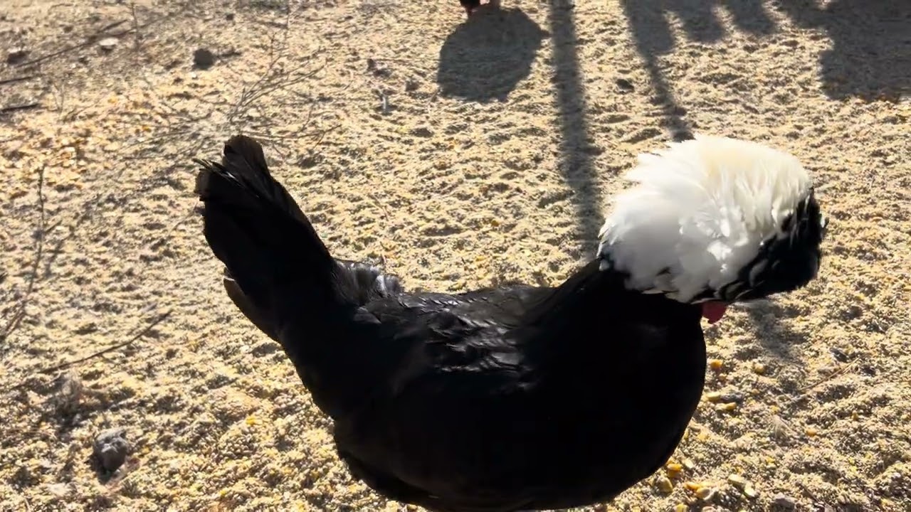 No Snow here in my part of Idaho,we have a gopher🤨my polish silky Hen Dodo, greenhouse