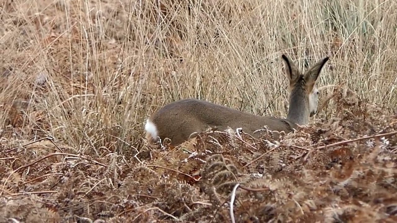 Op liefst 3 plekken in nationaal park De Groote Peel meerdere reeën op video vastgelegd