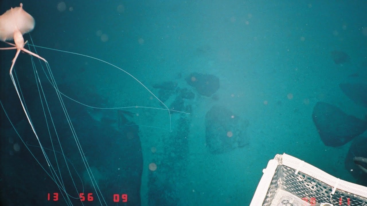 20 Strange Deep Ocean ROV Findings from Japan 🇯🇵 | Mega Sea Creature Countdown