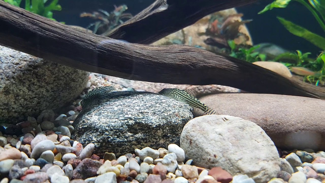 Rzeka w akwarium -River tank 1