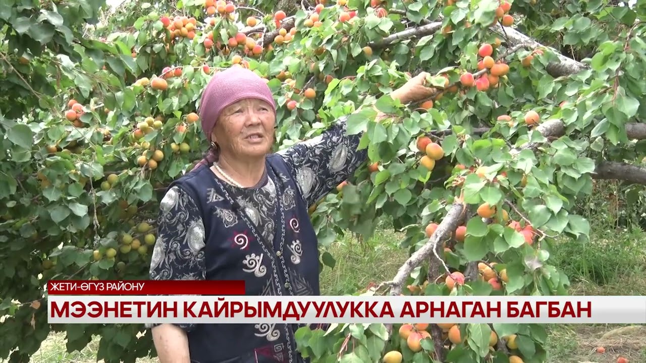 Мээнетин кайрымдуулукка арнаган багбан