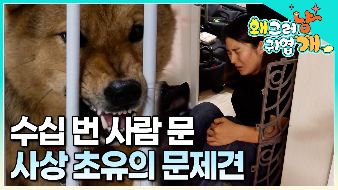 실제 상황! 제작진 물어뜯어 촬영 중단! 개 물림 사고만 수십 번│언제든 사람을 물어버리는 최악의 문제견│제작진 습격해버린 강아지는 솔루션이 가능할까?│#왜그러냥귀엽개