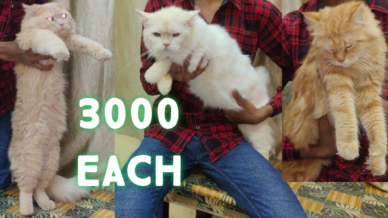 saste cats available in Hyderabad | Persian male cats in Dabeerpura Hyderabad