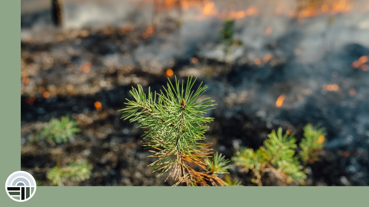 Community Call: Resilience Within Climate Chaos, Part 3 - January 21, 2025