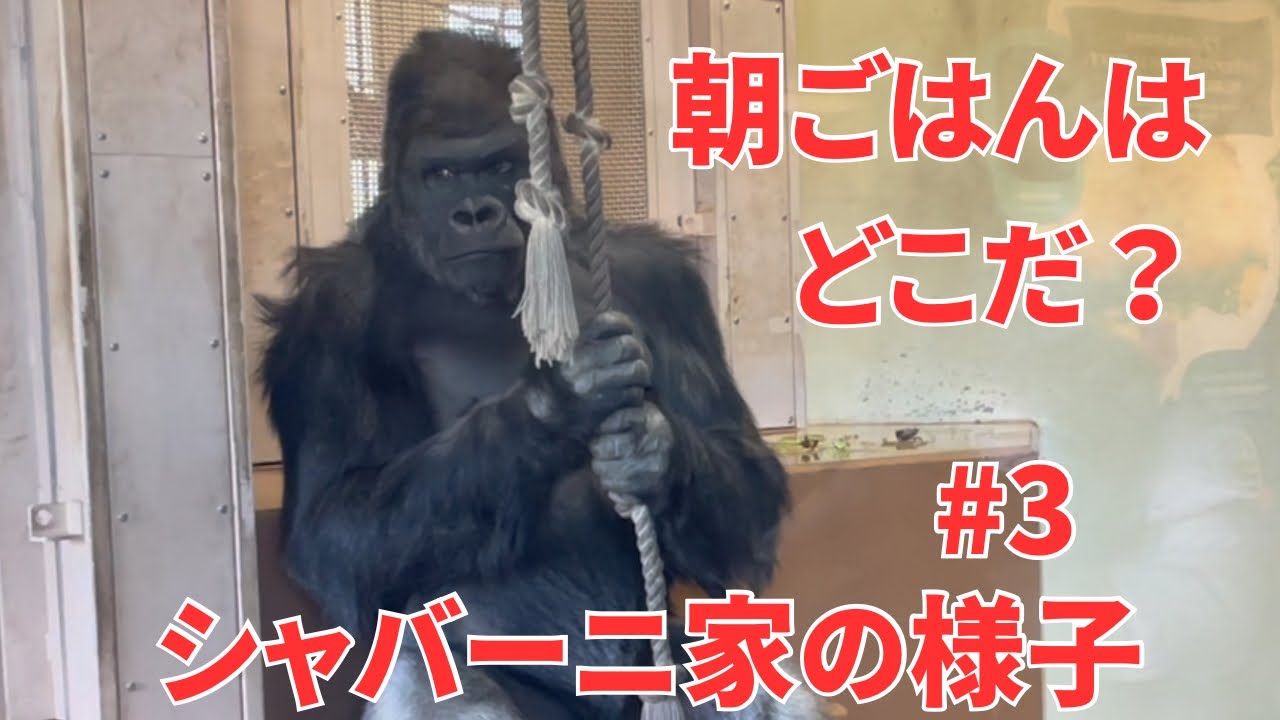Where's breakfast?【東山動物園・ゴリラ】Shabani's family #3