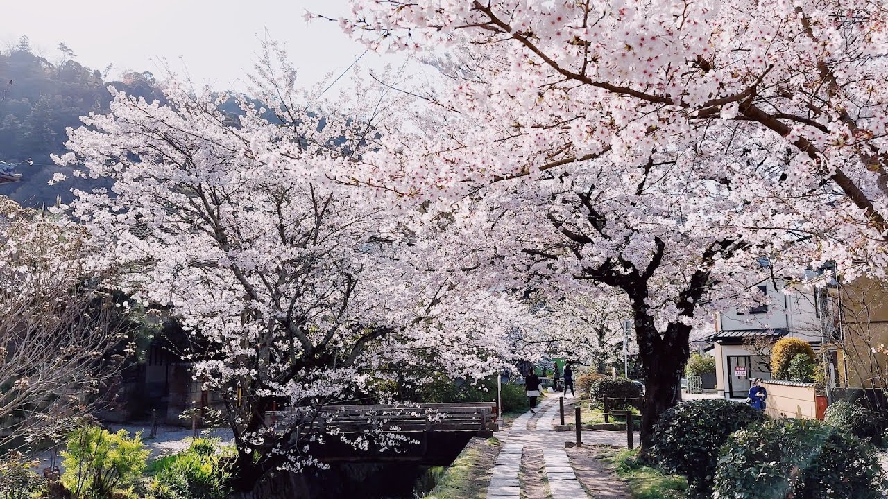 Kyoto Walking in Cherry Blossoms in Full Bloom Japan | Philosopher's Path| Sleep Study Relax 4K AMSR