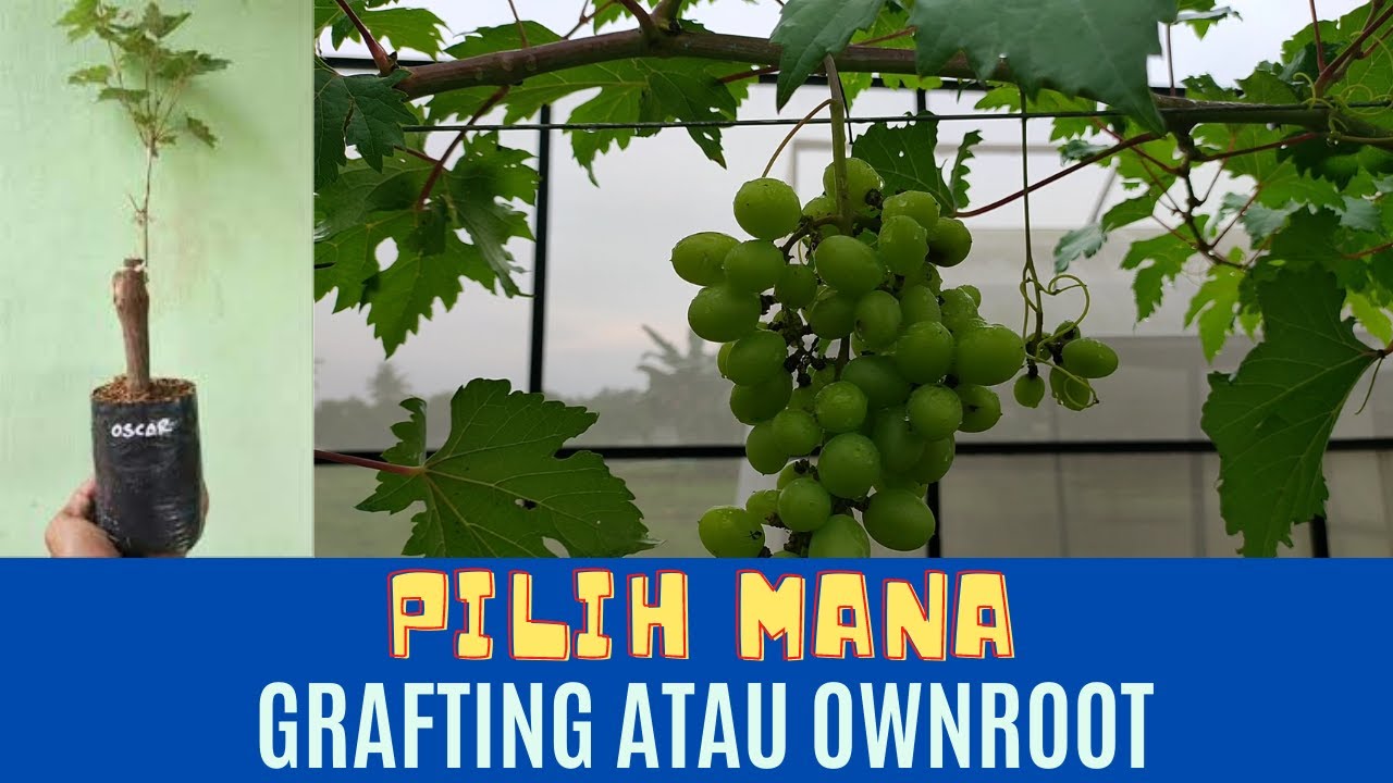 Pilih Bibit Anggur Hasil Grafting Atau Ownroot, Temukan Jawabannya Disini!!!