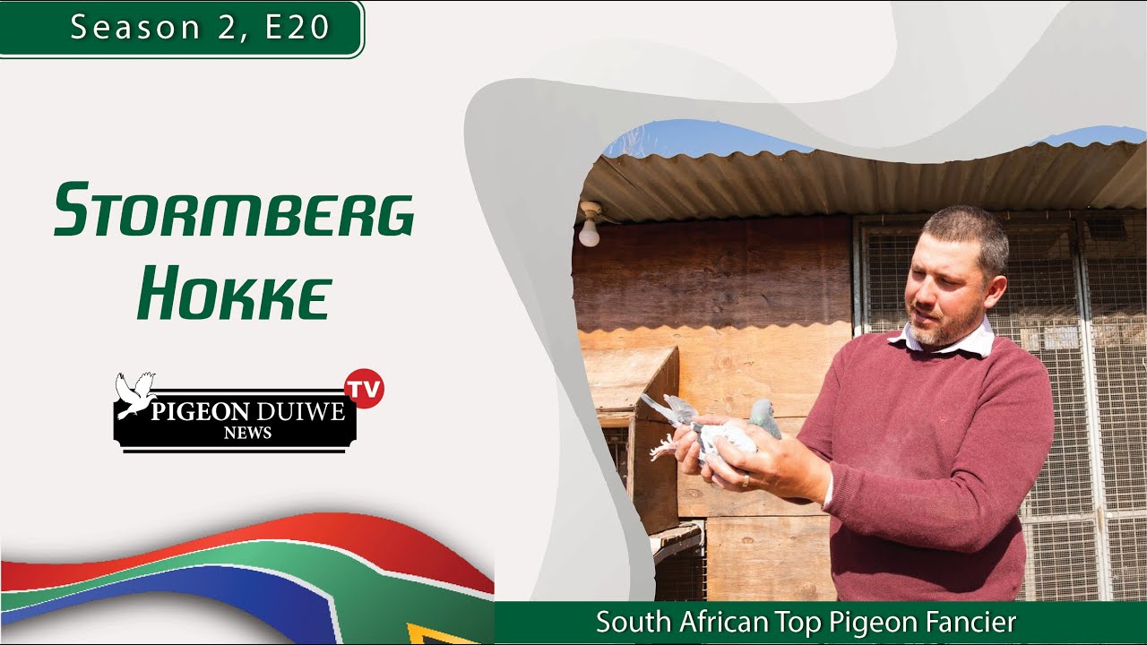 Pigeon Duiwe News TV- Stormberg Hokke  - S2: E22