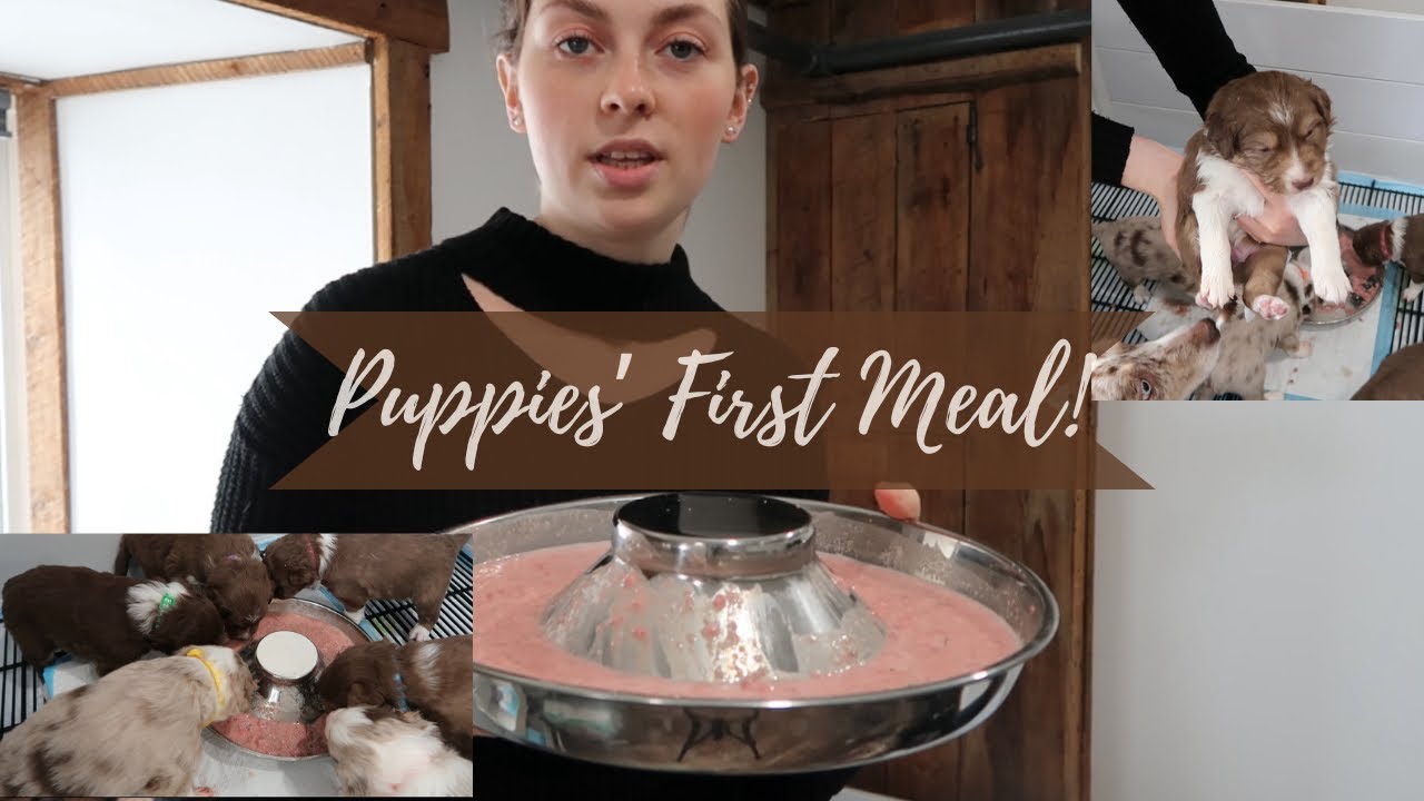 PUPPIES’ FIRST MEAL!! | Watch These Puppies Eat | **SUPER CUTE**