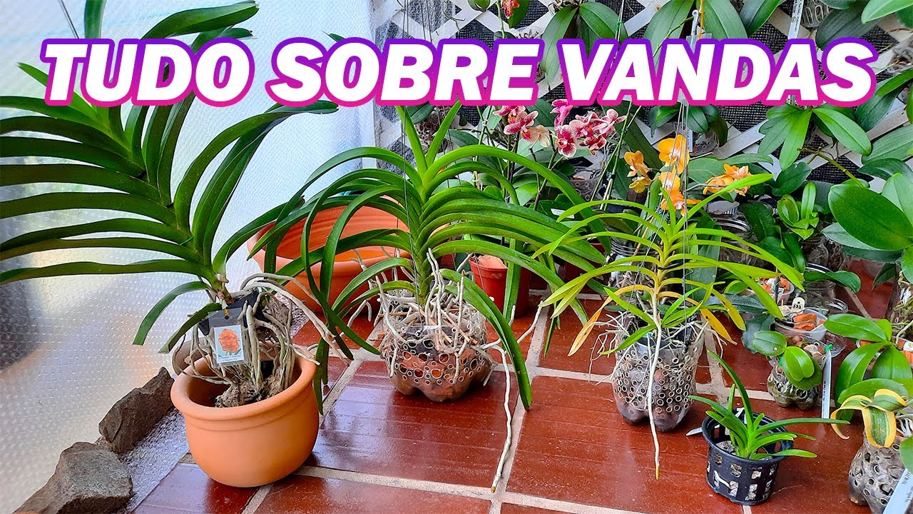 Orquídea Vanda Como Cuidar