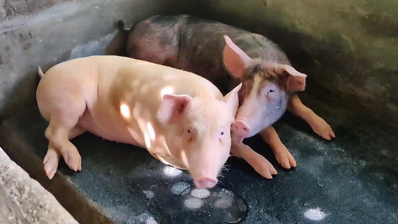 Pig farm kerala | Elanjikkal farm | ഇലഞ്ഞിക്കൽ ഫാം.