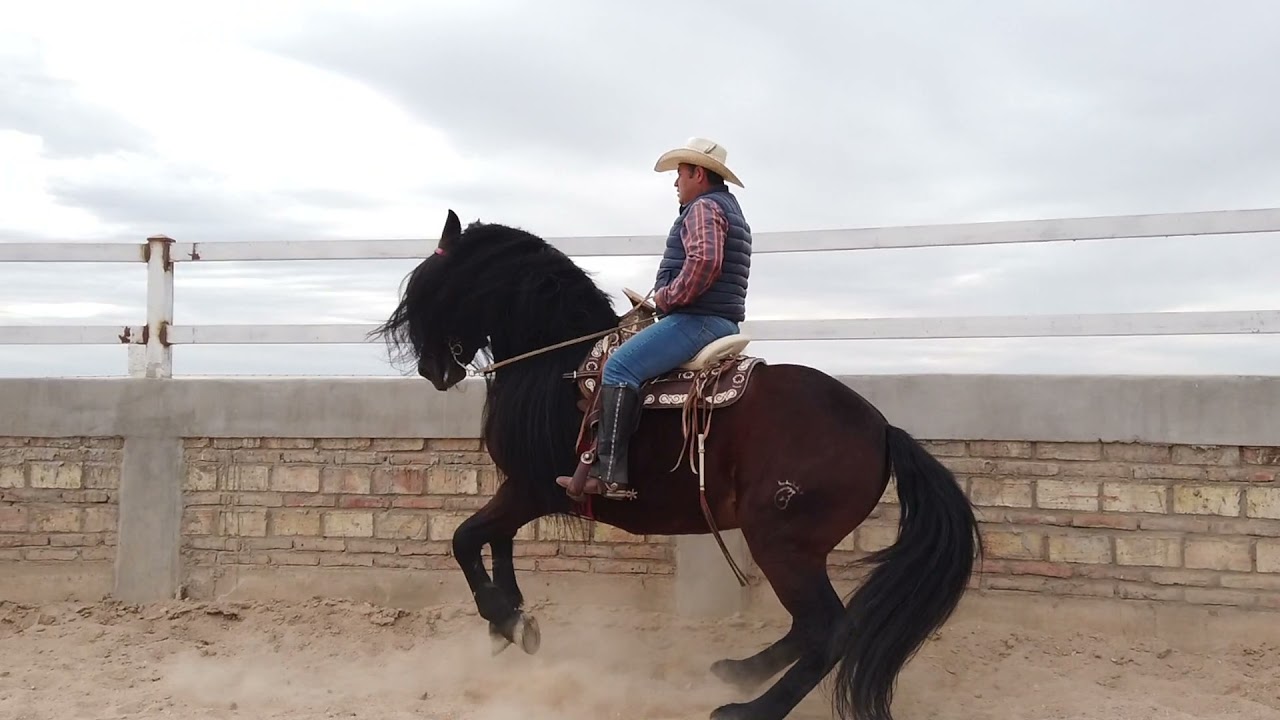 Como hacerle para que tu caballo NO levante la Cabeza mientras lo montas  (PARTE 2)