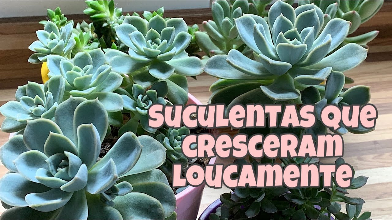 Suculentas que tiveram crescimento rápido
