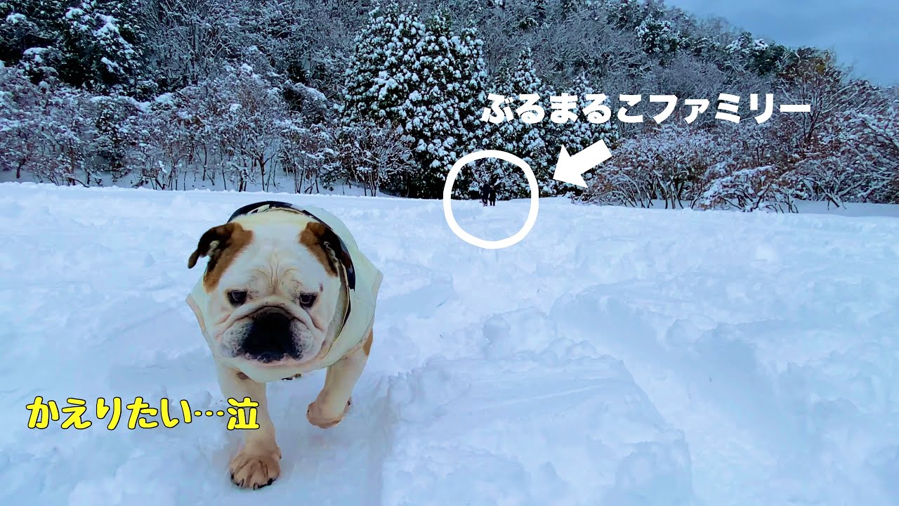 【コラボ企画】みんなで雪遊びするはずが車の中に身を隠してた犬