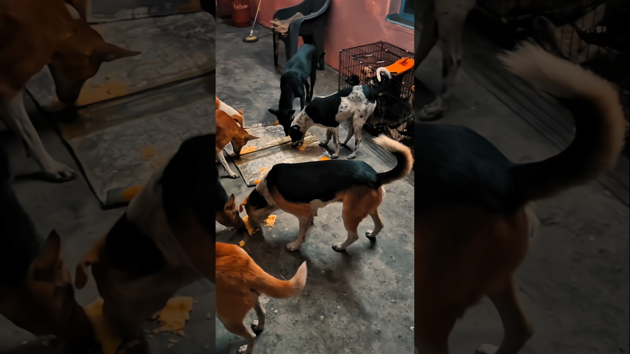 Z+ security|Street dogs| 
