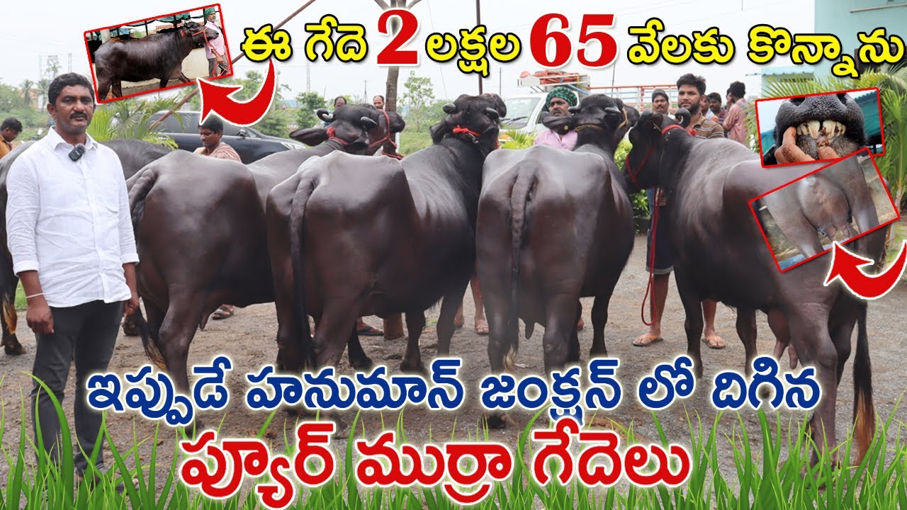 హనుమాన్ జంక్షన్ లో లోడ్ దిగిన 10 ముర్రా గేదెలు  | Murra buffaloes for sale| Vijayawada