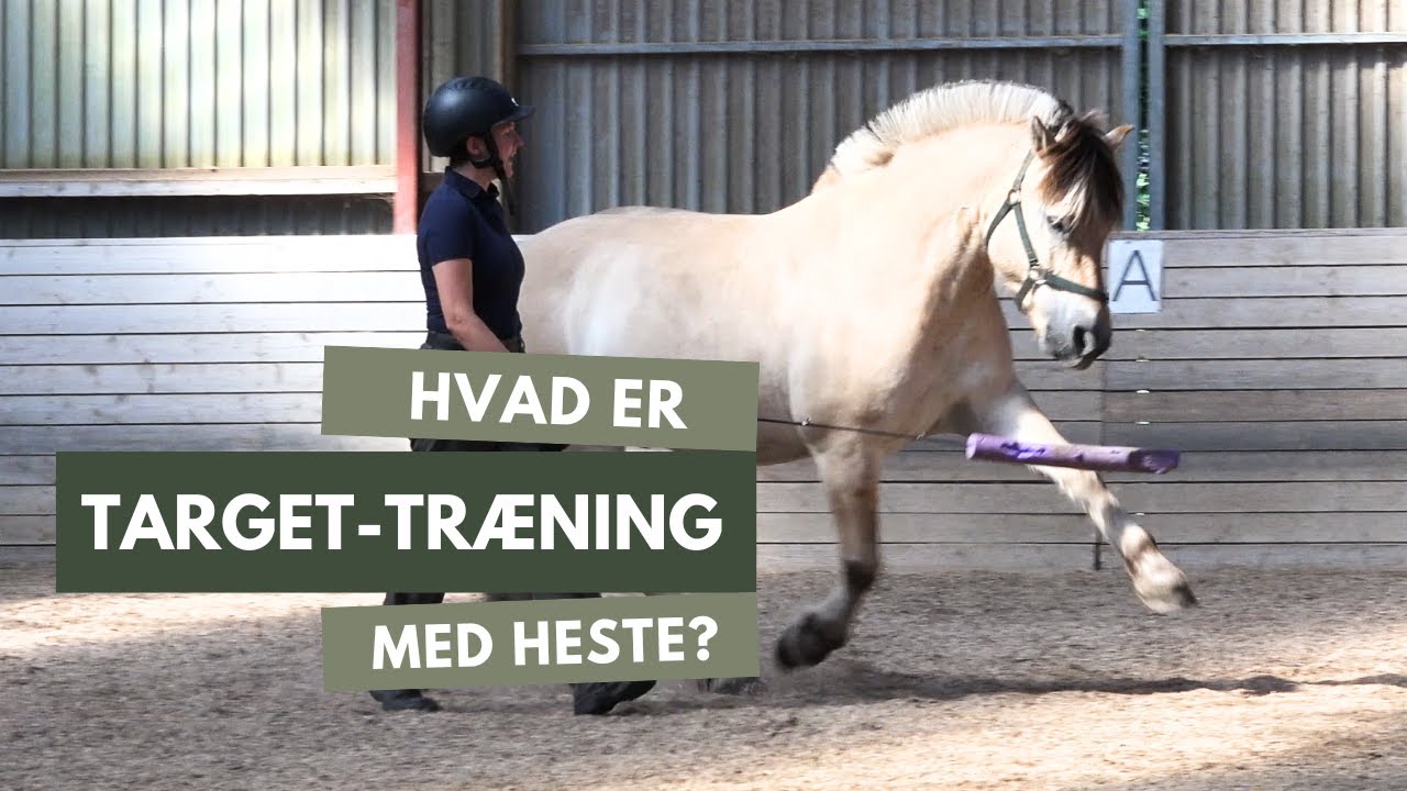 Hvad er target-træning til heste?